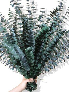 New 30Pcs Dried Eucalyptus Stems, 17" Real Preserved Eucalyptus Plant for Shower